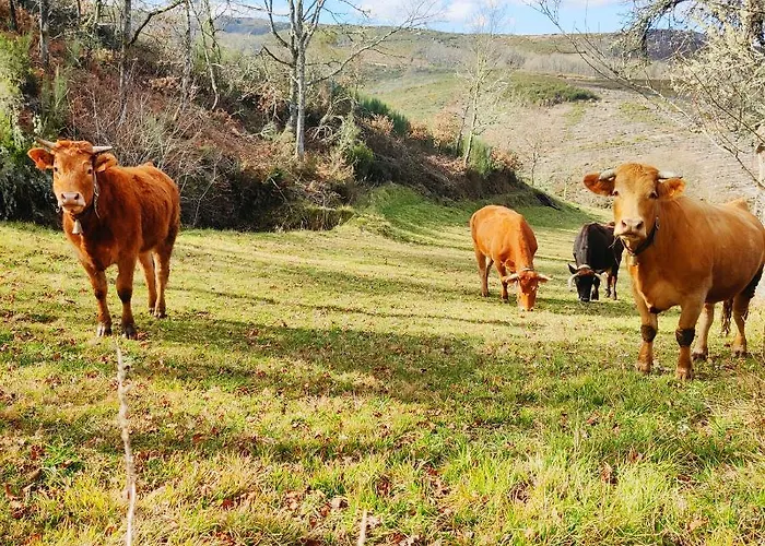 Dina House بيت للعطل *